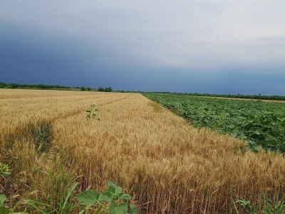 Syngenta Dani polja 2018