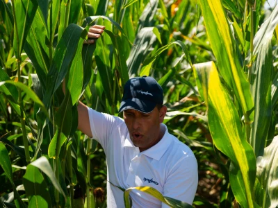Syngenta Dani polja u Kušiljevu