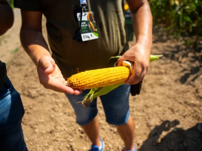Syngenta Dani polja u Kušiljevu