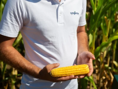 Syngenta Dani polja u Kušiljevu