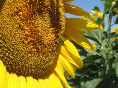 Syngenta: Kako prepoznati original pakovanje seme suncokreta