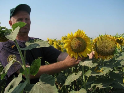 Syngenta: Kako prepoznati original pakovanje seme suncokreta