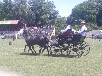 Takmičenje fijakera