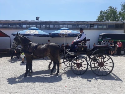 Takmičenje fijakera