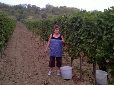 Vinograd Nemanje Opalića