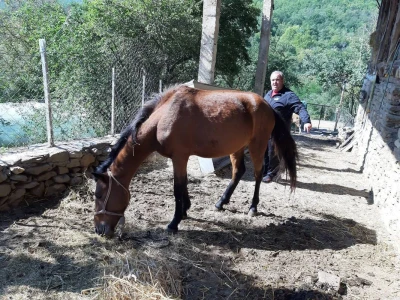 Tele buša