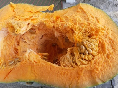 Tikvenik