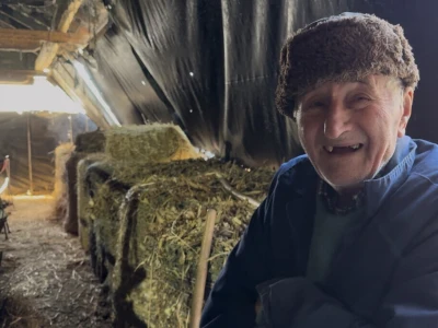 Tov holštajn bikova na Milanovoj farmi u Obrovcu