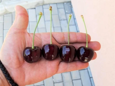 Savremeno voćarstvo budućnost