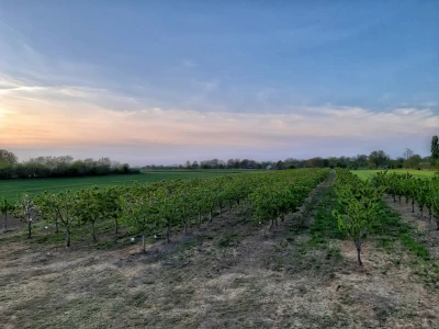 Trešnjevac