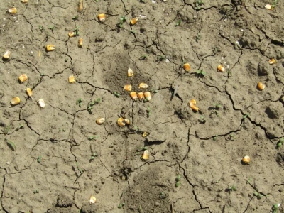 Trovanje ptica