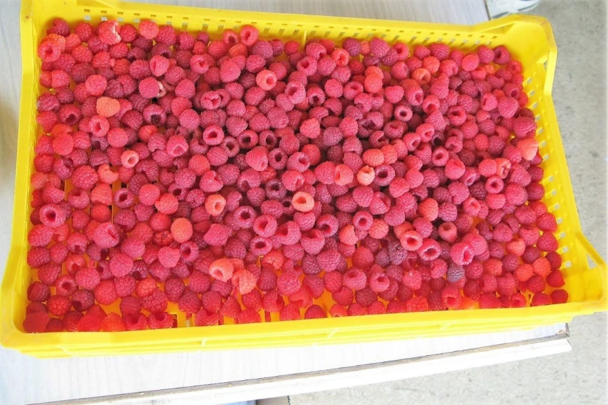 Maline