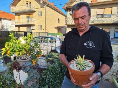 U dvorištu iz bajke uzgaja skoro 100 vrsta agava