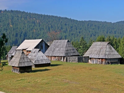 U godovima stoletnog bora ispisana istorija sela
