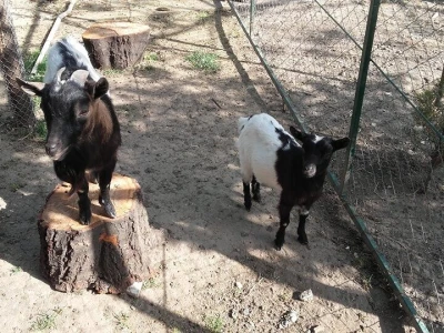U porodičnom dvorištu napravio mini zoo-vrt