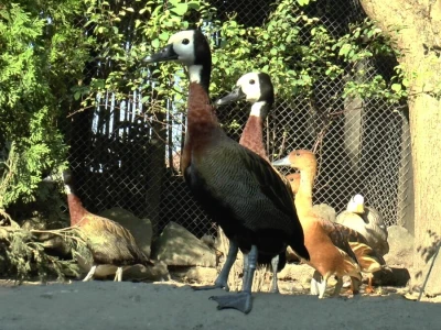 U porodičnom dvorištu napravio mini zoo-vrt