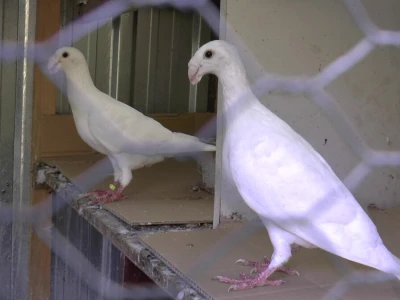 U porodičnom dvorištu napravio mini zoo-vrt