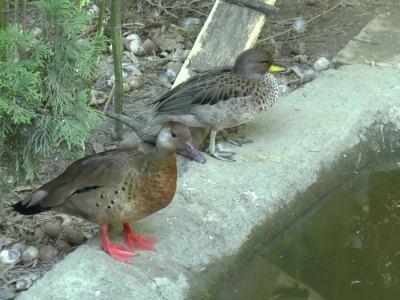 U porodičnom dvorištu napravio mini zoo-vrt