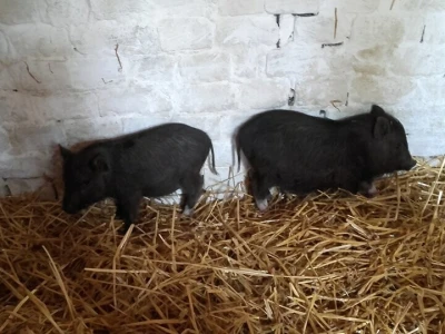 U porodičnom dvorištu napravio mini zoo-vrt