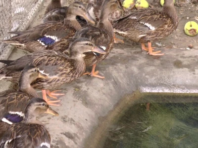 U porodičnom dvorištu napravio mini zoo-vrt