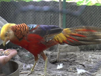 U porodičnom dvorištu napravio mini zoo-vrt