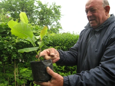 U porodičnom rasadniku Stanojčić uspeva 60 vrsta magnolije