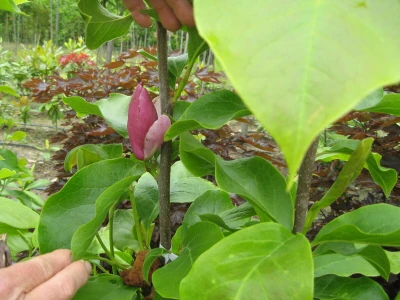 U porodičnom rasadniku Stanojčić uspeva 60 vrsta magnolije