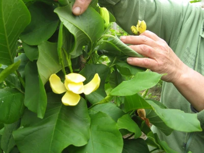 U porodičnom rasadniku Stanojčić uspeva 60 vrsta magnolije