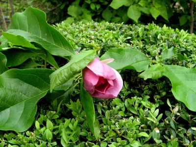 U porodičnom rasadniku Stanojčić uspeva 60 vrsta magnolije