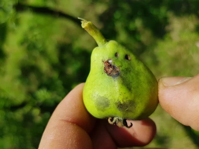 U toku je piljenje larvi druge generacije jabukinog smotavca