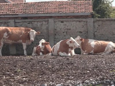 Učenici Poljoprivredne škole iz Valjeva na praksi