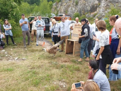 Uginula Dobrila, ženka beloglavog supa