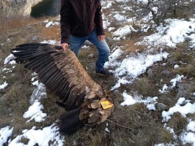 Uginula Dobrila, ženka beloglavog supa