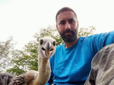 Uginula Dobrila, ženka beloglavog supa