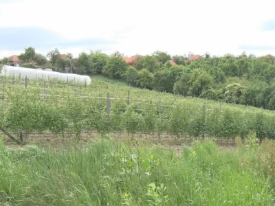 Uklanjanje izdanamka u malinjacima