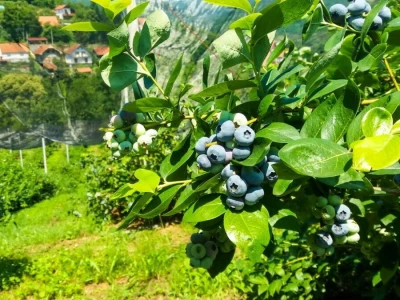 Ulaganje u zasad borovnice se na kraju isplati