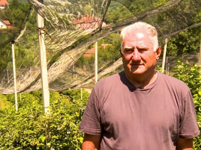Ulaganje u zasad borovnice se na kraju isplati