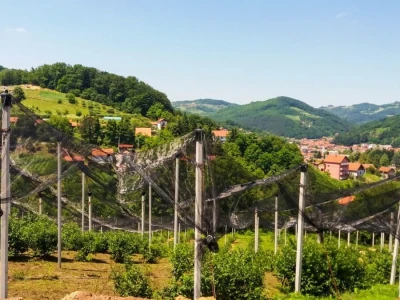 Ulaganje u zasad borovnice se na kraju isplati