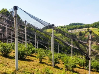 Ulaganje u zasad borovnice se na kraju isplati
