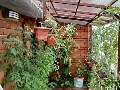 Urbano baštovanstvo