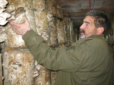 Uzgajanje bukovča