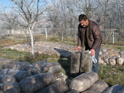 Uzgajanje bukovča