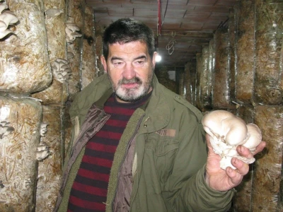 Uzgajanje bukovča