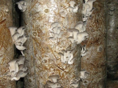 Uzgajanje bukovča