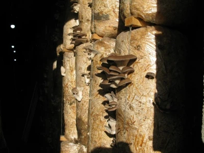 Uzgajanje bukovča
