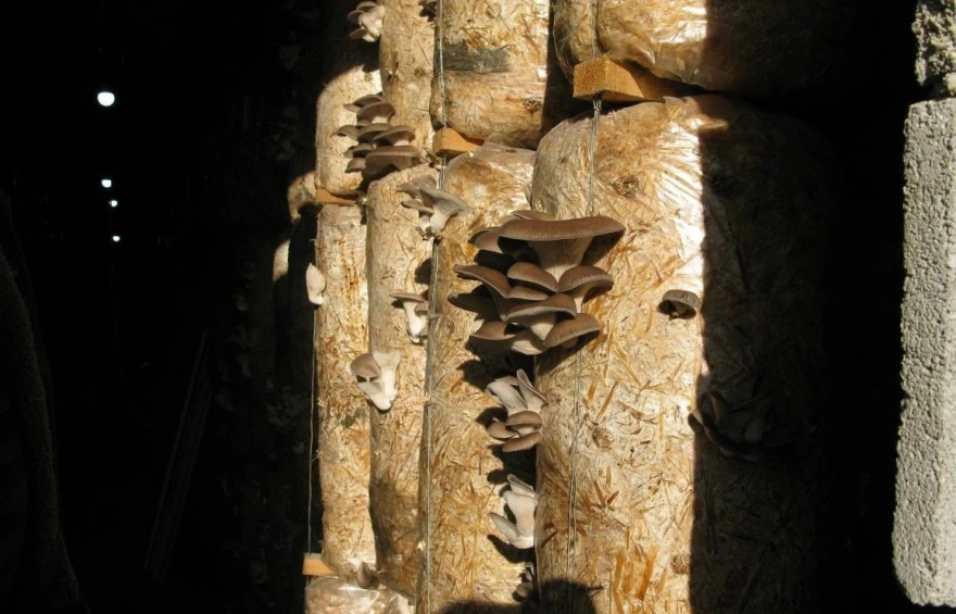Bukovača