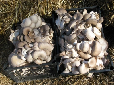 Uzgajanje bukovča