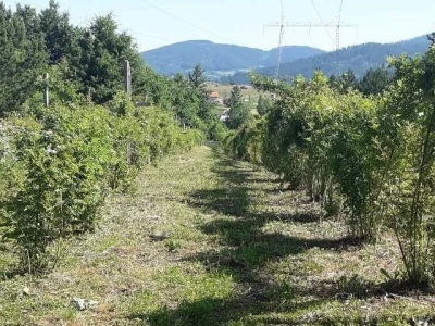 Uzgajanje šipurka