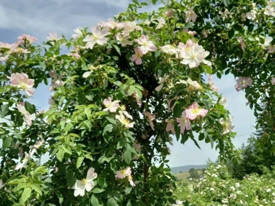 Uzgajanje šipurka