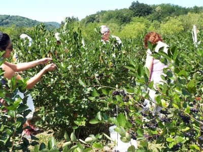 Uzgajivači aronije na mukama – otkupna cena kao troškovi berbe